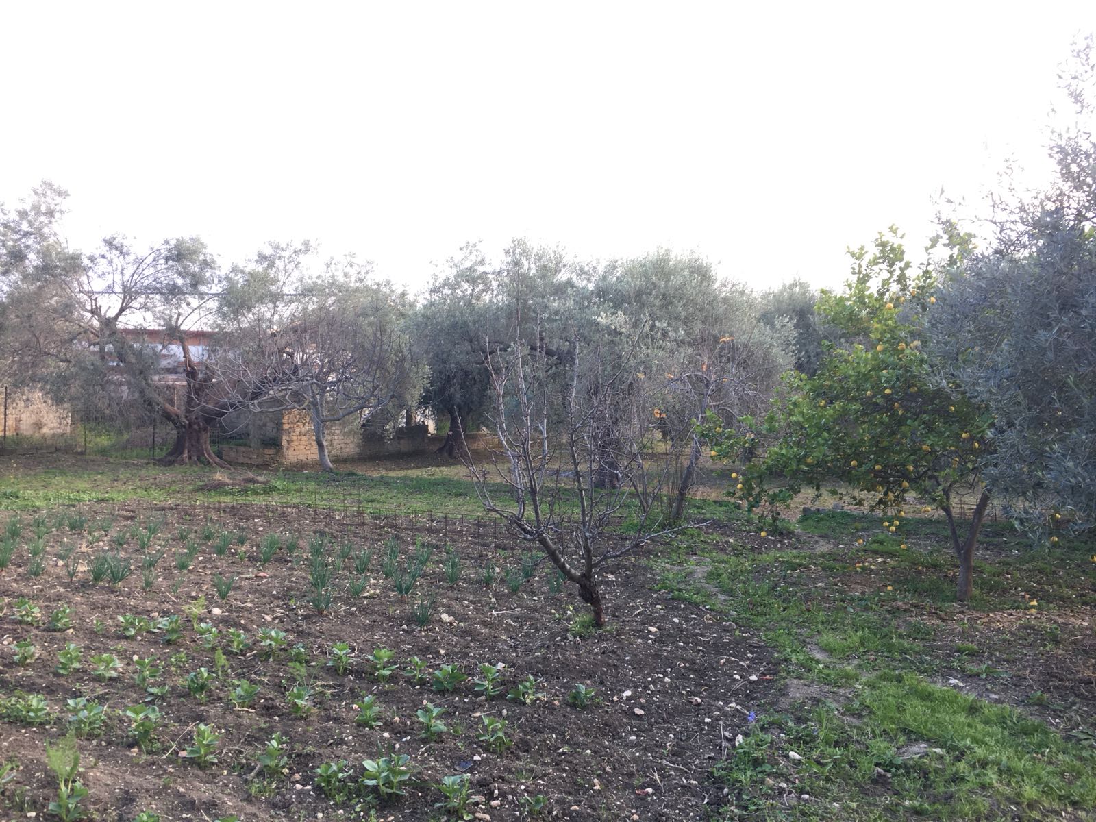 Villetta con terreno edificabile strada per floridia – amore immobiliare Mutuo per terreno edificabile